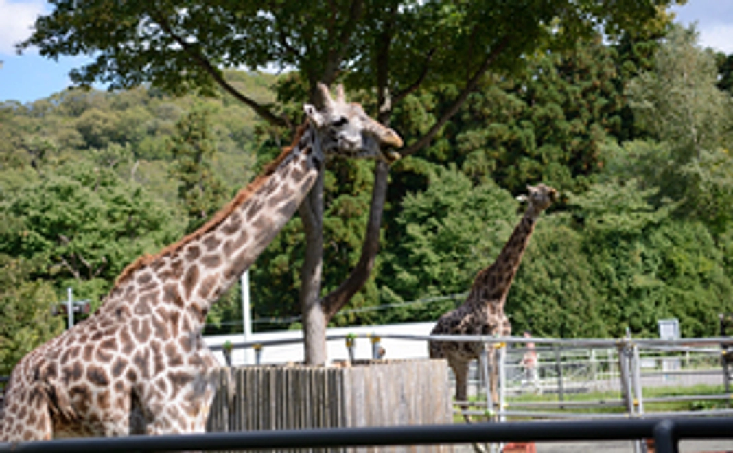 夏の札幌、PMFのピクニックコンサートを楽しんで円山動物園にも行こう！