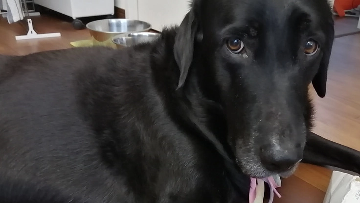 愛犬みるくの脳腫瘍摘出手術の御支援をお願いいたします。