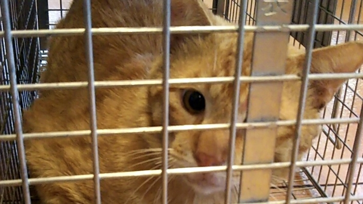 レスキュー後の再訪問