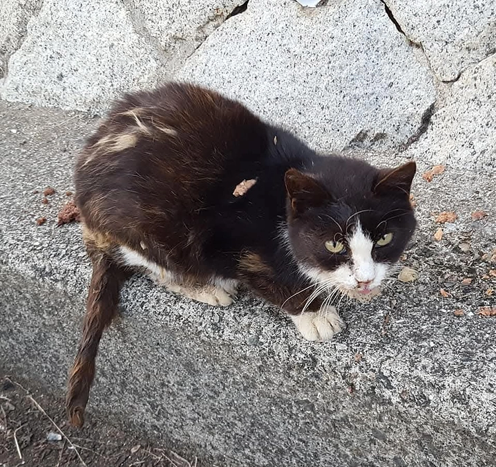 ボロ猫のタッ君