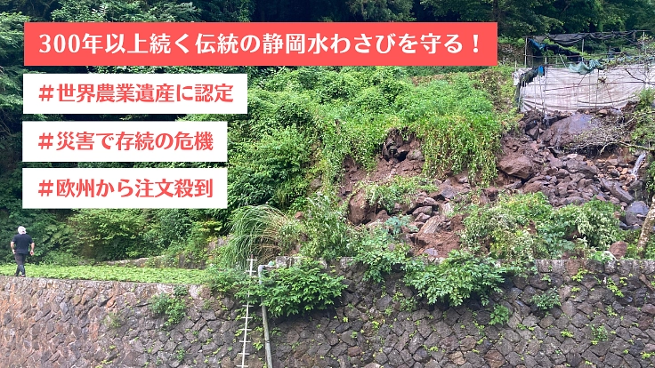 世界農業遺産認定の静岡水わさびが存続の危機！未曾有の災害からの復興