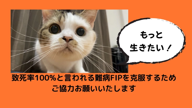猫伝染性腹膜炎(FIP)を発症したぽてとを助けたい。