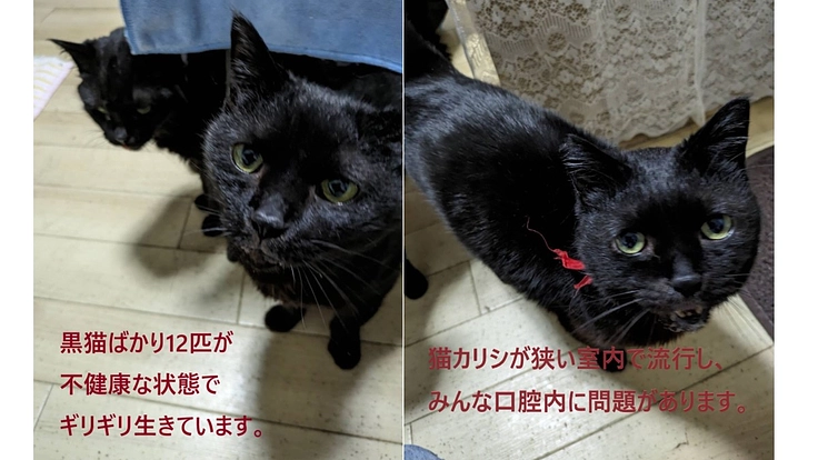 黒猫多頭飼育崩壊への医療費をご支援ください