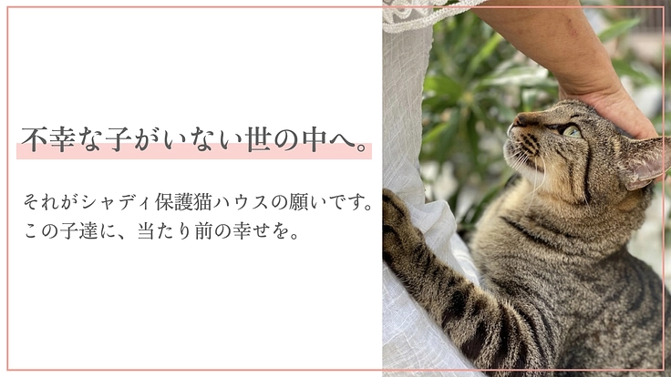 シャディ保護猫ハウス｜コロナ禍でも、不幸な子を救い続けたい。