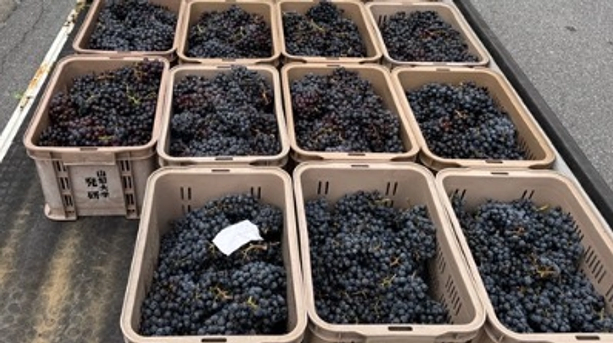 今シーズン最後の仕込み