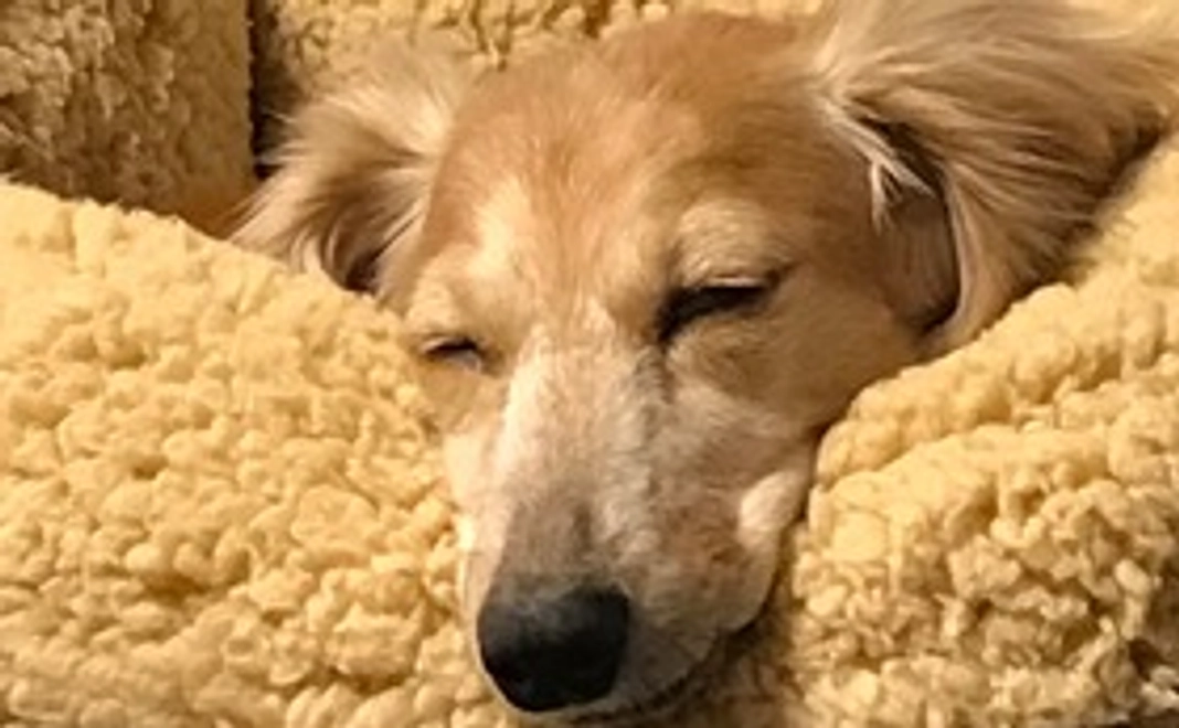 愛犬の写真入り感謝のメール