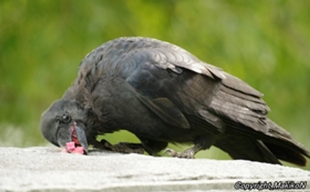 サポート＠20000