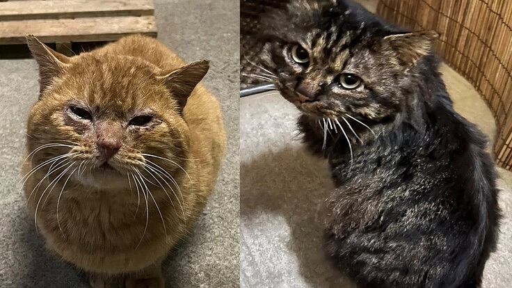猫エイズ陽性の2匹の捨て猫を助けてください