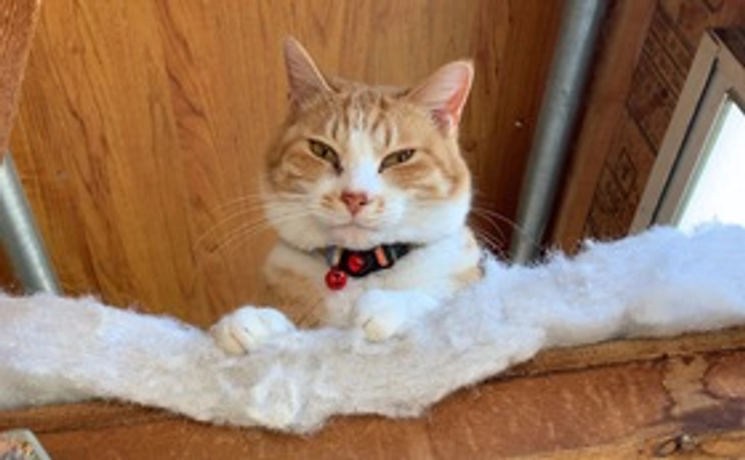 プチ応援コース : お礼メール＆猫のオリジナル写真