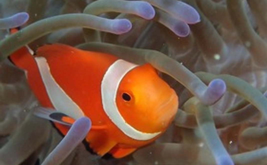 一緒に海を守りたい！海洋ゴミ削減【カクレクマノミ】