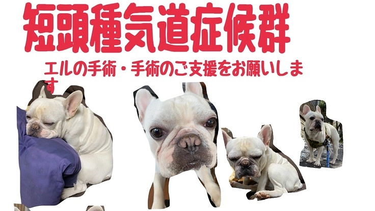 エルの手術費用・入院費用・術後費用の為ご支援お願い致します。