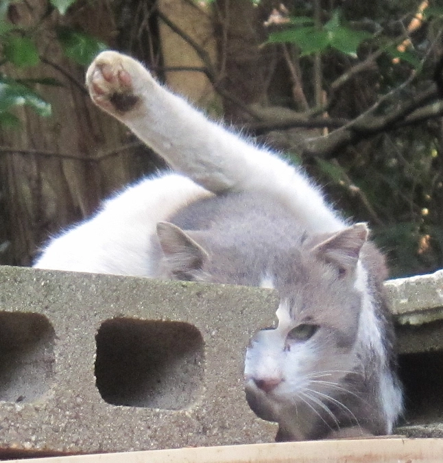 【怖～い】消えた迷い猫保護登録情報と消えて欲しい寄生虫の話