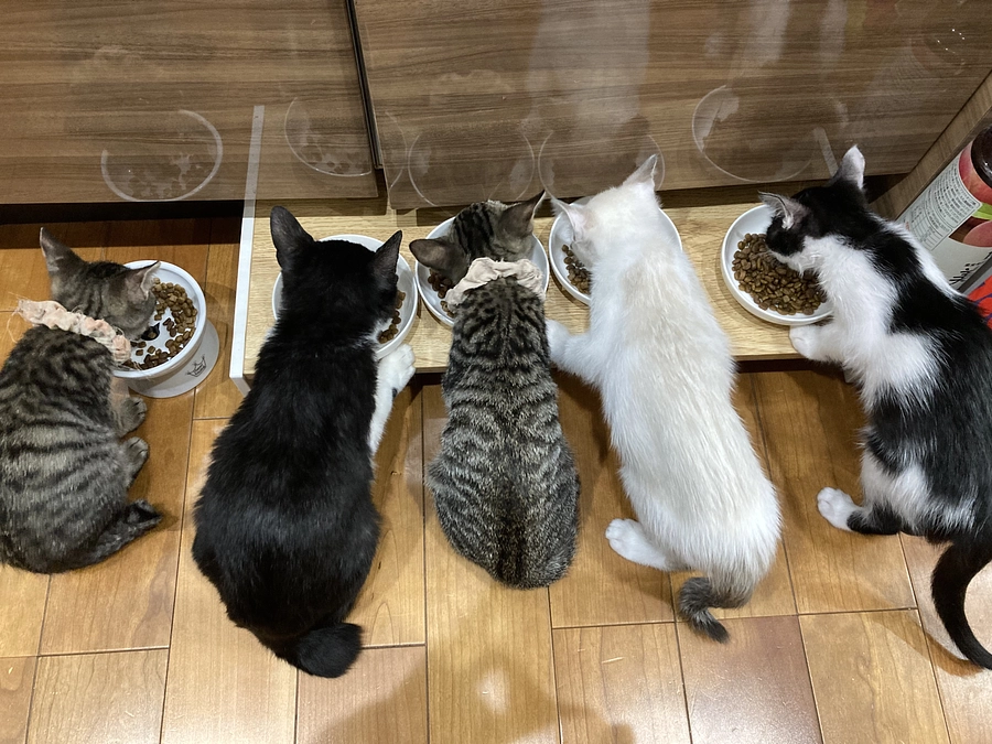 今の正直な気持ちです。