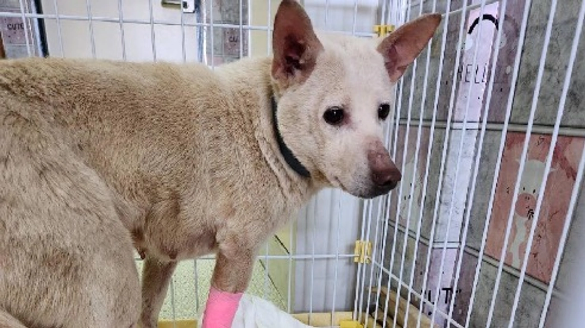 【残りあと6日！目指せ25日までに200万円！】多頭飼育で困っている犬を引き取ることになりました。