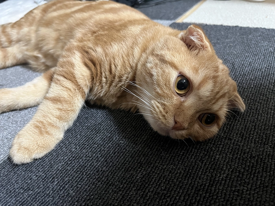 挑戦期間　残り9日