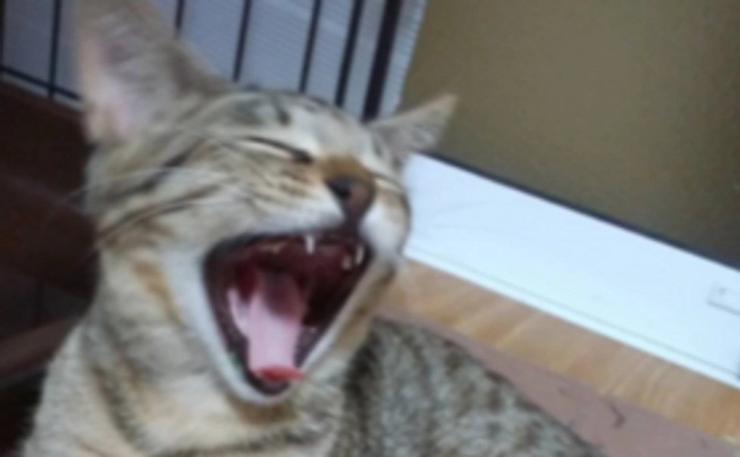 ハーツ活動応援コース