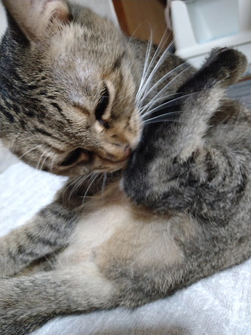 休薬に向けて2度目のFIP外注検査です