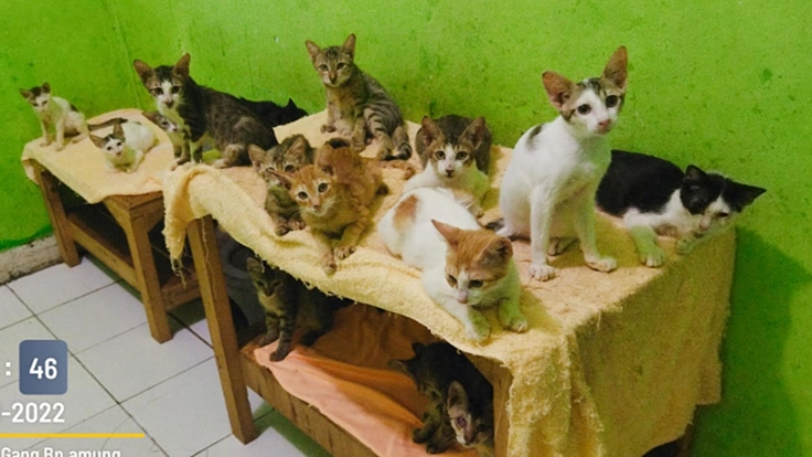 インドネシアの路上猫プロジェクト第二弾