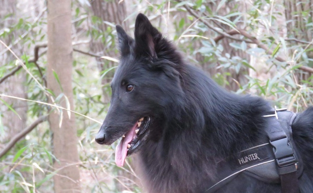 【1000円】救助犬・捜索犬写真付きご支援感謝のメール