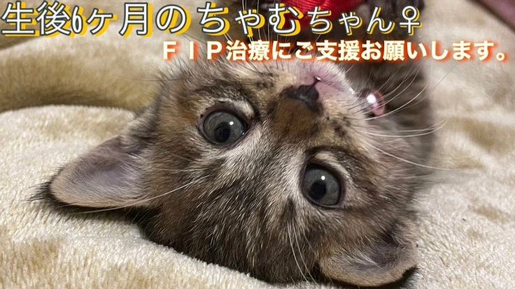 難病（FIP）猫伝染性腹膜炎と闘う愛猫『ちゃむ』を助けてください