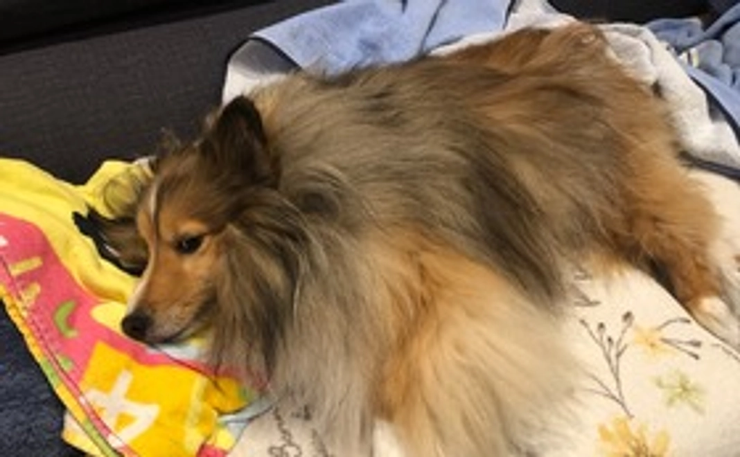 全力応援コ－ス①