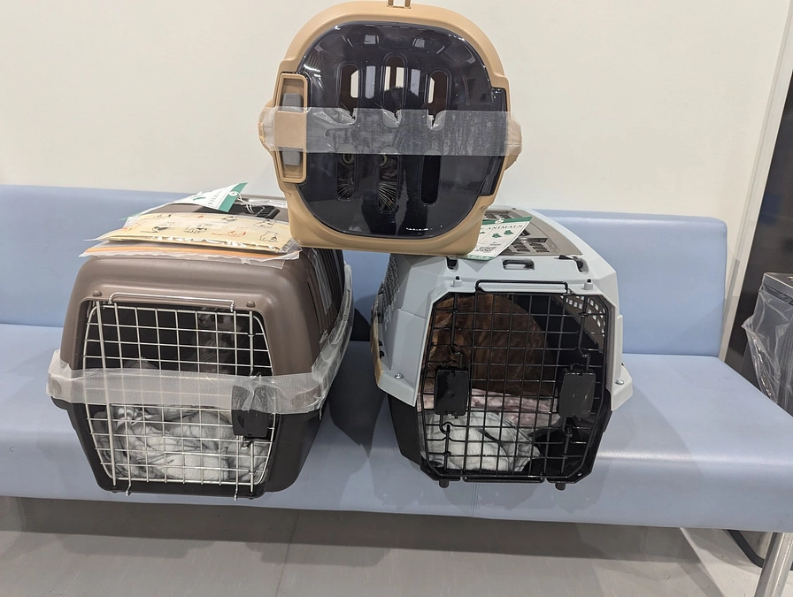１月３０日は、フジテレビと羽田空港で猫５頭の引き受けがありました。