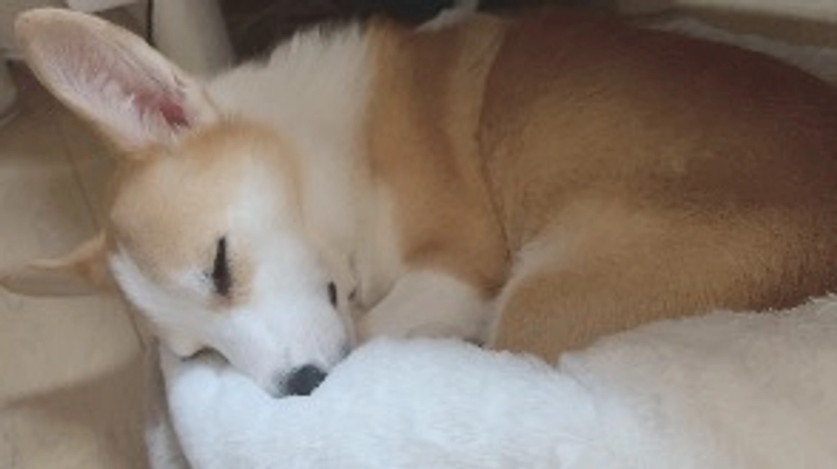 ルウちゃん10回目の抗がん剤終わりました！