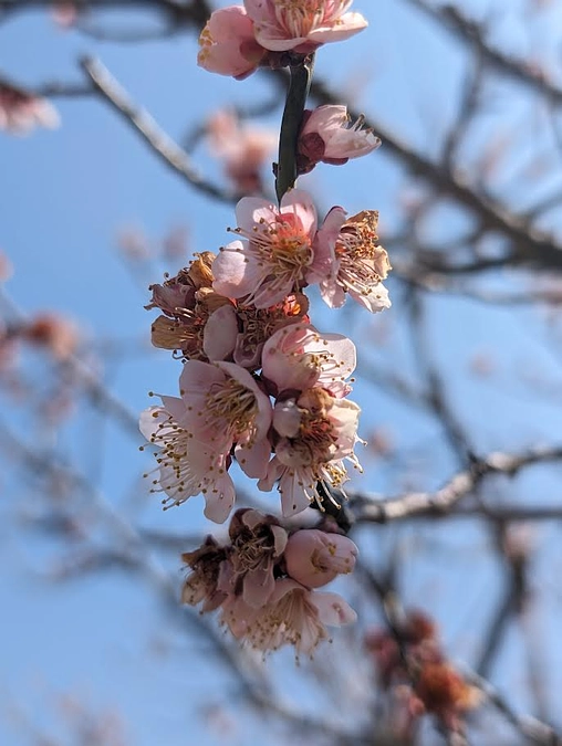 【活動報告１１２】週刊鹿深の家Vol11　”春”が間近になりましたね