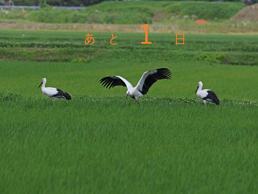 残り１日となりました！