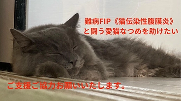 難病FIP《猫伝染性腹膜炎》と闘う愛猫なつめを助けたい‼️
