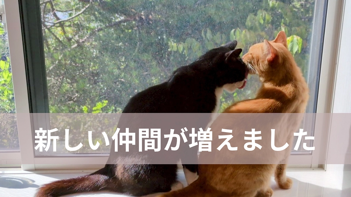 【ご紹介】シェルターに新しい仲間が入りました！