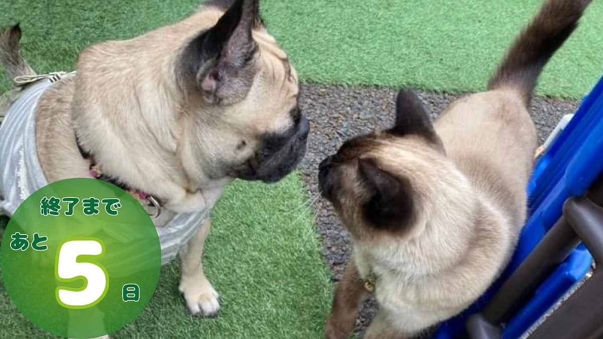 クラウドファンディング終了まで、残り5日！