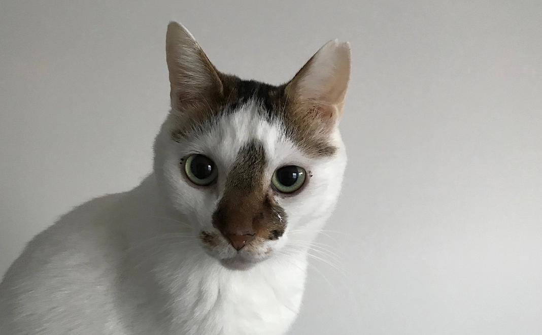 応援コース｜3,000円