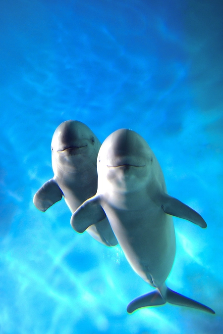 大阪湾スナメリシンポジウムの報告と新聞での紹介