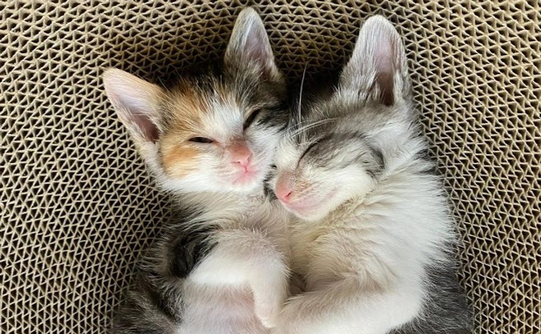 応援コース|500,000円