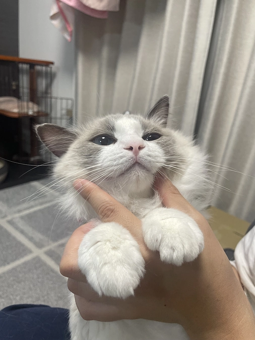 6/8 FIP治療 84日目