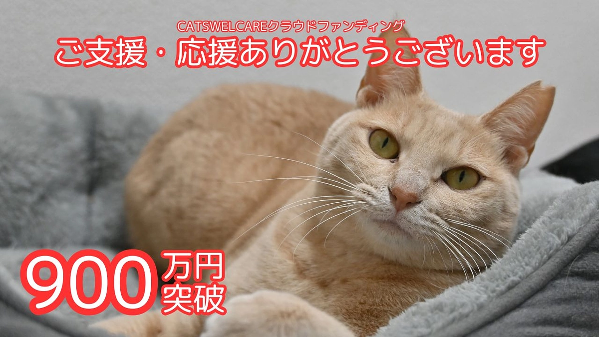 おかげさまで第一目標達成まであと100万円…！