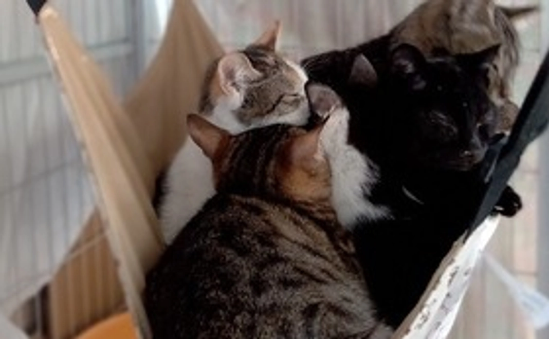 リターンなし（支援のみ）