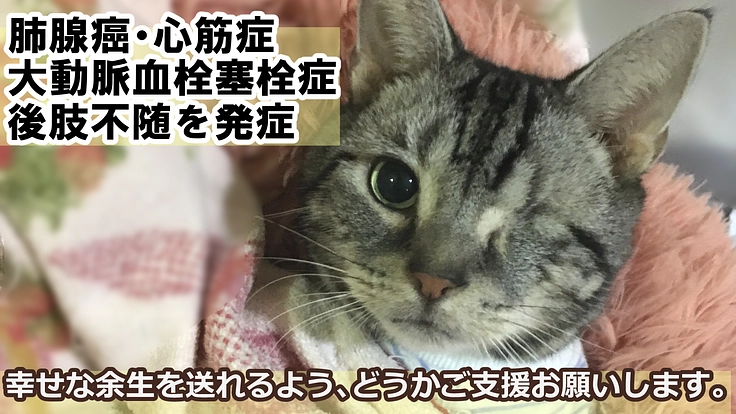 肺腺癌・大動脈血栓塞栓症・心筋症等を発症、ご支援お願い致します。