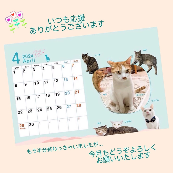 継続寄付2月分のご報告と3月収支報告