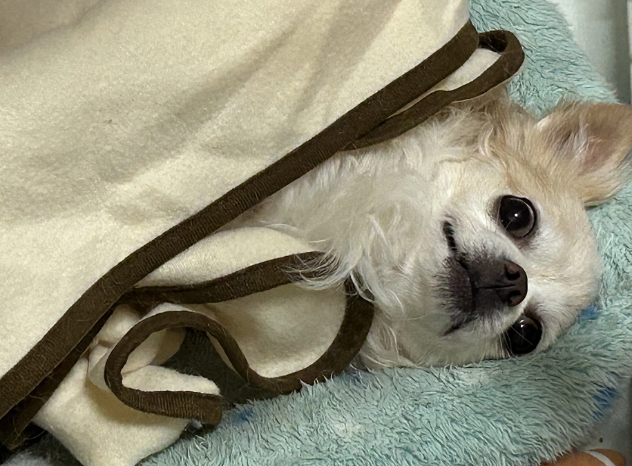 クラウドファンディング　残り4時間となってしまいました！