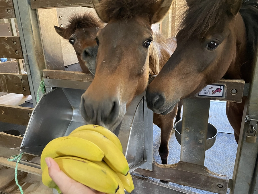 ウマのうまうま！を探そう