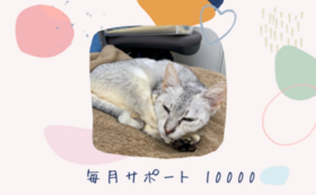 毎月サポート