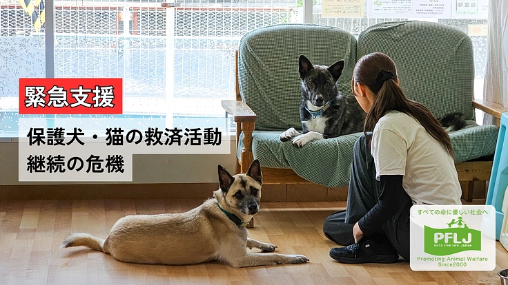 兵庫県で25年活動｜保護犬猫を救い幸せへつなぐ動物福祉団体に支援を