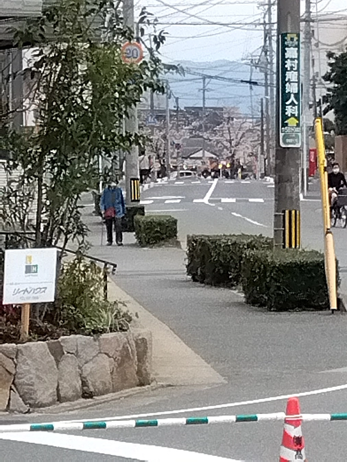 🌸やっとの🌸お花見🌸