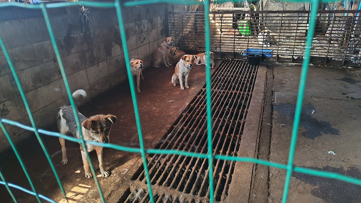 一斉捕獲・避妊去勢手術2日目も無事終了しました！