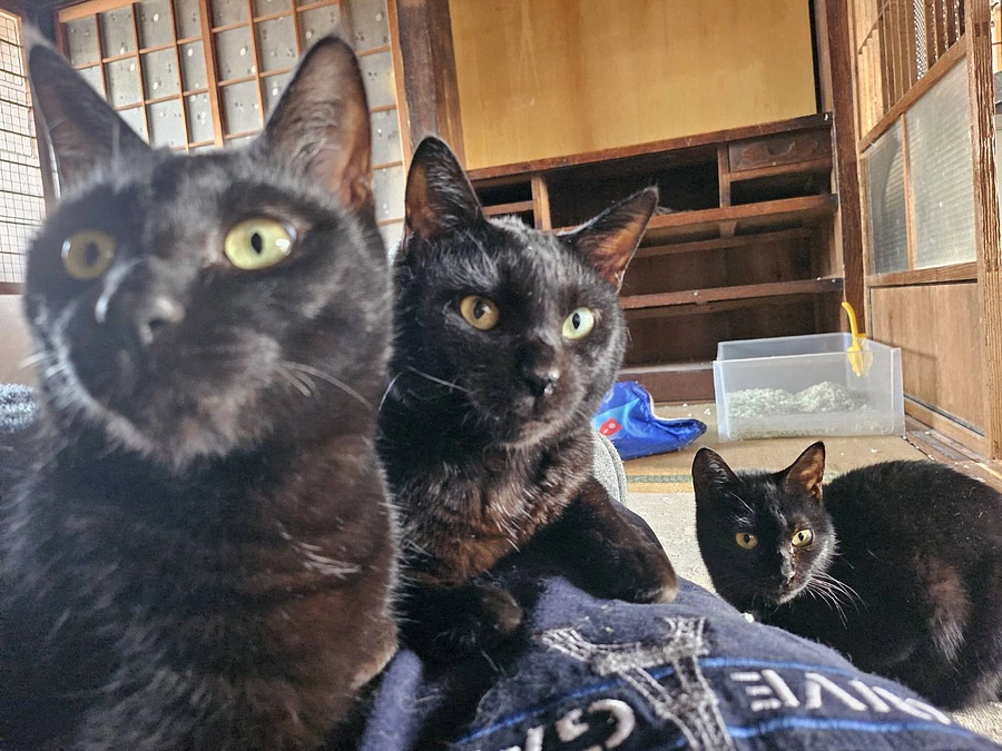 保護猫ハウスの仲間たち　ブラック「サカボシ！スイ！ジェットストリームアタックを仕掛けるぞ！」