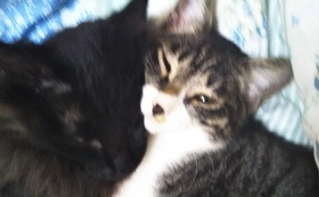 サルサ＆タンゴの写真ーThanks Mail and Salsa & Tango's Photo