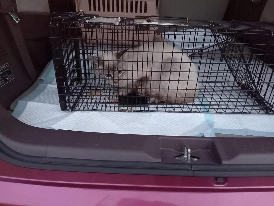 母猫を1匹保護しました