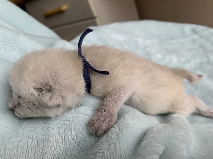 白血病の子猫　ぶどうくんとその兄弟のお話